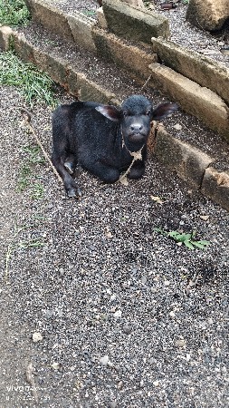 ભેસ વેચવાની છે