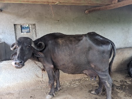 ભેસ વેચવાની છે