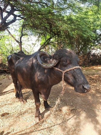 ખડેલુ વેચવાનુ છે.
9687183487