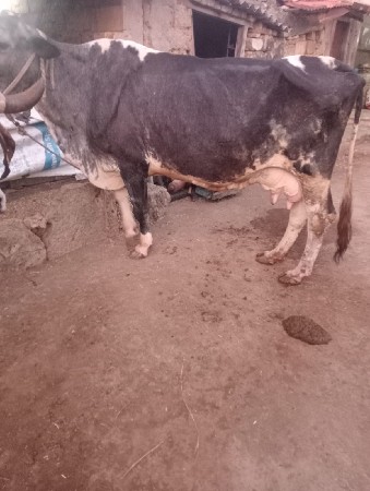 ગાય વેસવાની સે એસેપ