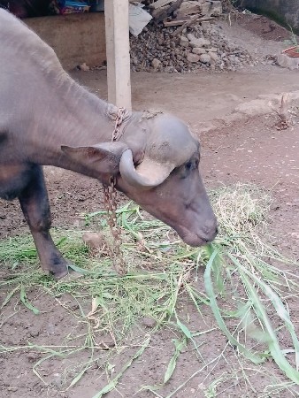 વેચવાની છે