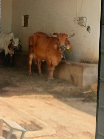 ગીર ગાય વેંચવાની છે