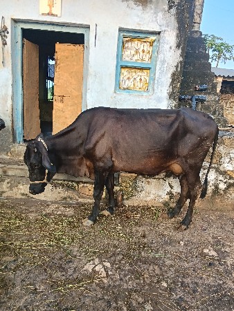 એસફ