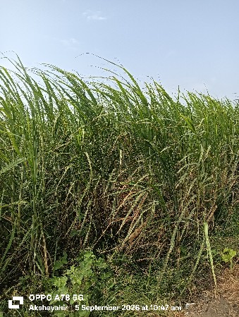 શેરડી