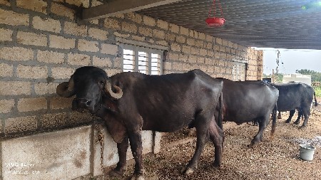 ખદેડી
