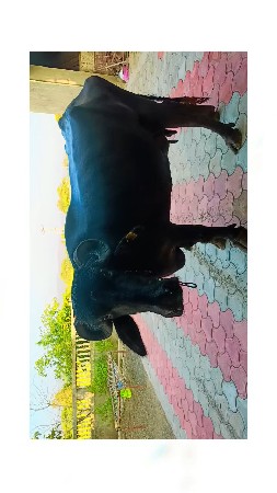 ભેંશ વેચવાની છે