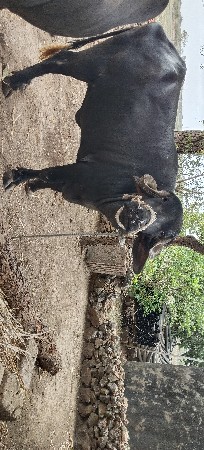 ભેંસ વેચવાની છે