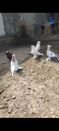 કબુતર દેવાના છે