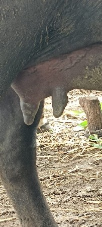 ભેંસ વેચવાની છે