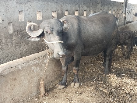 ખડેલું