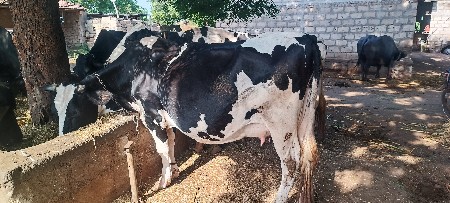 વેશવાની છે