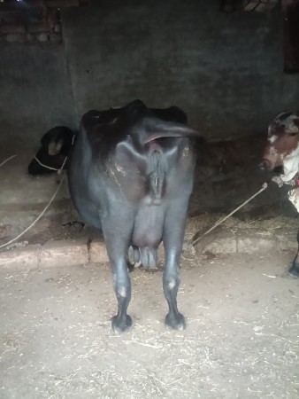 એક ભેંસ વેચવાની છે