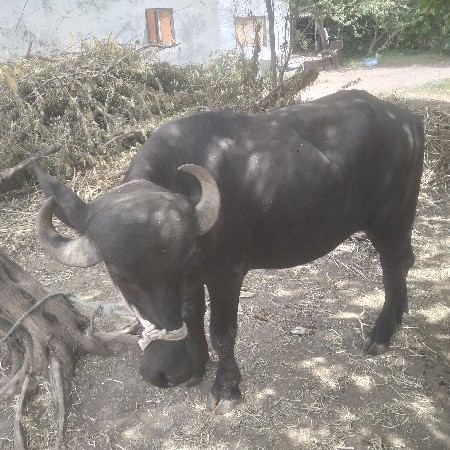 ખડેલૂ વેચવાનૂ છે