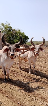 બળદ ગોધલા વેચવાના છે