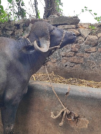 ખડેલી વેચવા ની છે