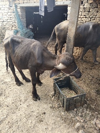 ગીર તારા