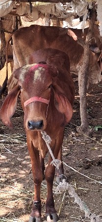 ગયો