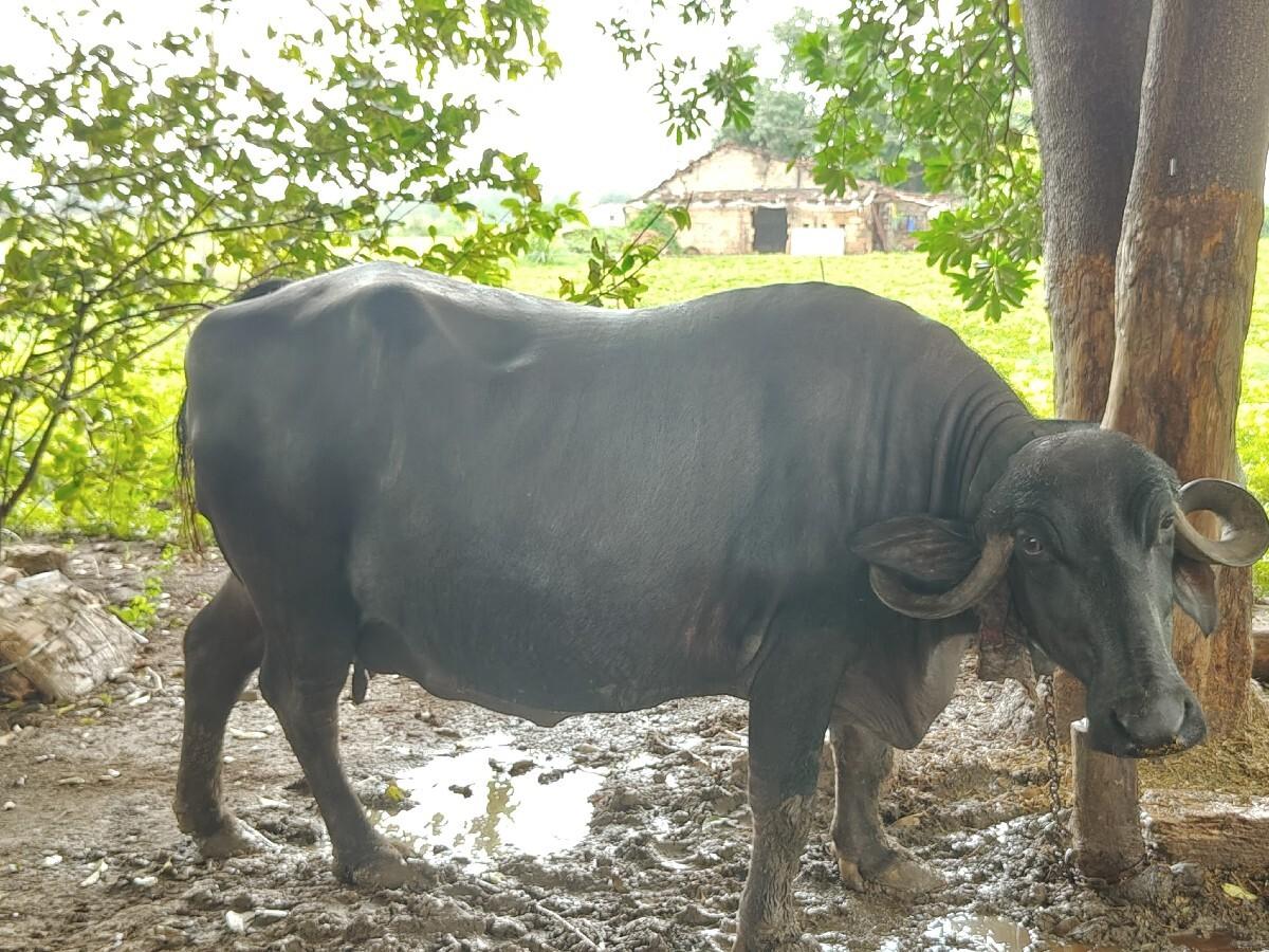 ભેંસ વેચવાની છે