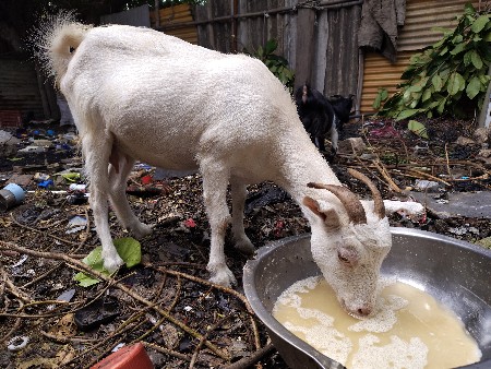 bakri devani che