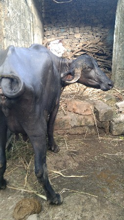 પેલું વેતર પાંચ દિન