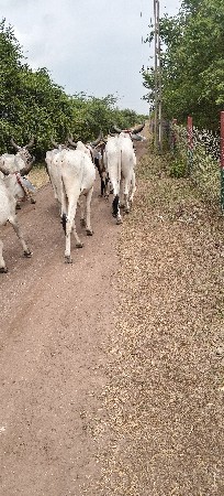 આ ગોડલા વેચવાના છે
