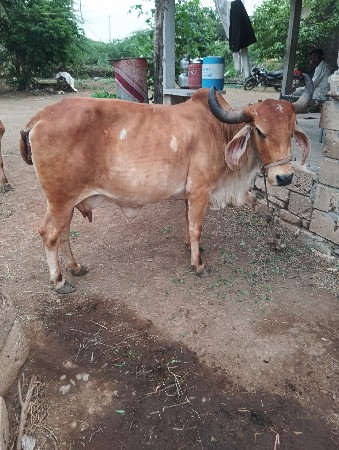 ગાય વેચવાની છે