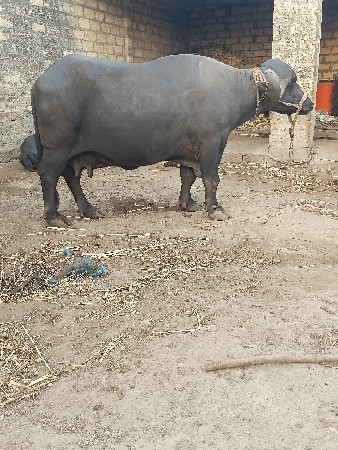 તીજુ વેતર
