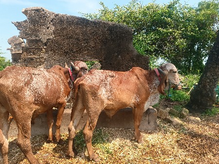 વેશવાના છે