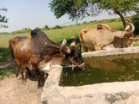 મફત આપવાના છે