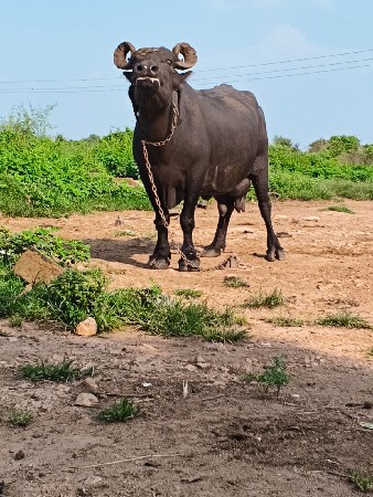 આ ભેંસ  વેચવાની છે