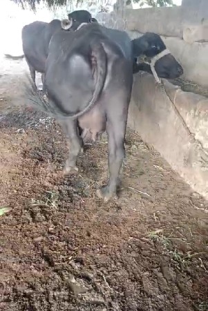 ભેસ
