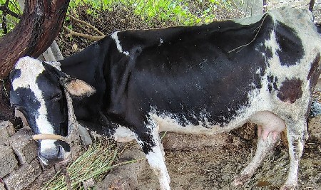 vechvani