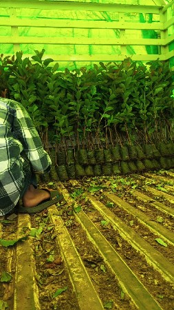 જાર્વી રેડ ડાયમંડ જામફળ