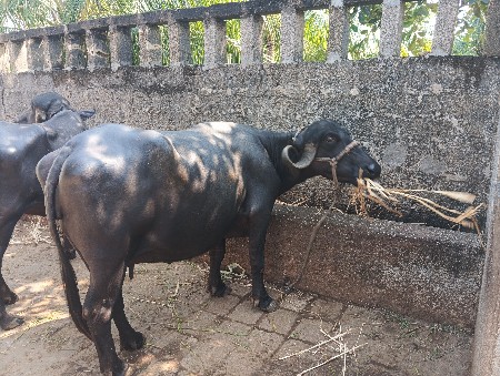 ૨ વેતર ૬:૫ લીટર દુધ