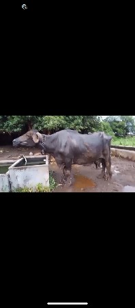 ભૈસ વેસવાની છે