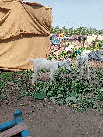 બકરો બસી