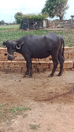 ભેંશ વેચવાની છે ખડેલું વેચવાનુ