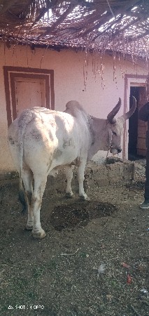 આ બળદ વેચવાનો છે ડાબી બાજુ હાલે છે