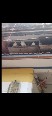 કબૂતર વેચવાના છે