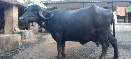 વેચવા નિ છે