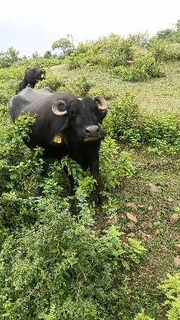 બની ભેંસ