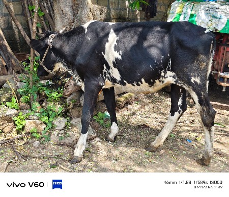 4 hf ક્રોસ હોડકા વેચવાના છે.