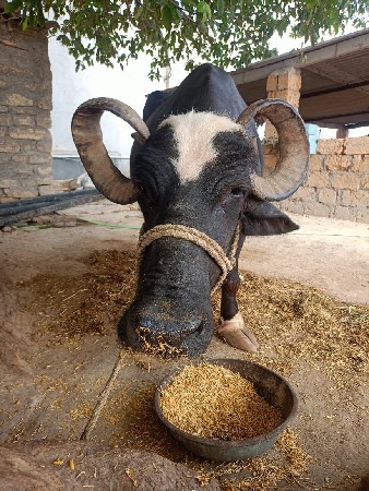 ભેંસ વેચવાની છે
