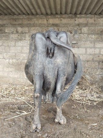 ભેંસ વેચવાની છે