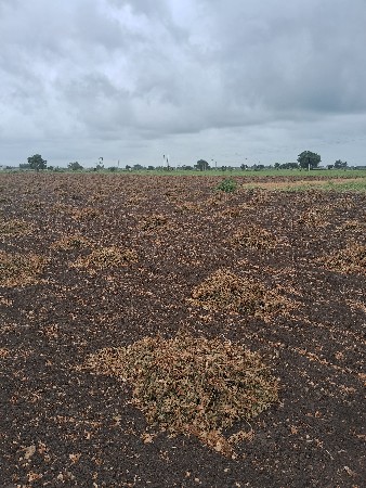 માંડવી નો ભૂકો વેચવાનો છે