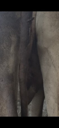 પેલા વેટર મા છે