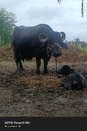 ભેંસ વેચવાની છે 2 વેતર છે.