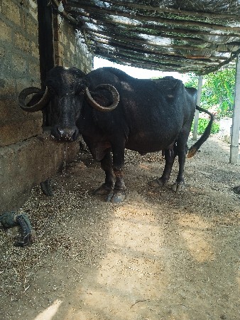 ભેંસ વેચવાની છે