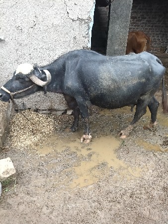 ભેસ વેસવાની સે