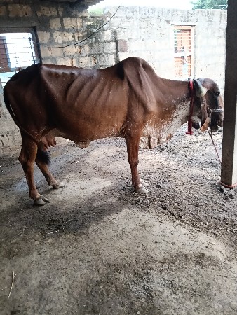 ગાય વેચવાની છે